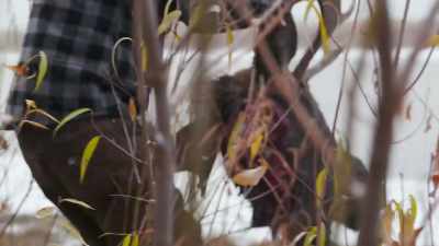 We point the moose's head
towards home to honor the moose. - Life Below Zero: First Alaskans
