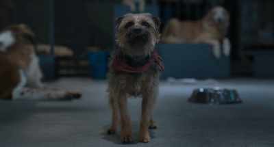 We poop until
he has to open these doors, - Strays