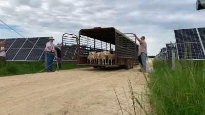 We populated that solar field with about
2,000 sheep for vegetative control. - Food and Country