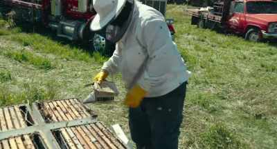 We put bees on the citrus
to make citrus honey. - The Pollinators