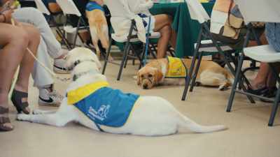 We raise and train service dogs
for people with disabilities. - Inside the Mind of a Dog