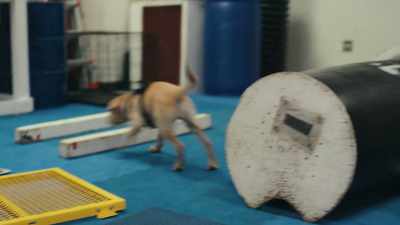 We realized that there was no science
to really support these amazing dogs - Inside the Mind of a Dog