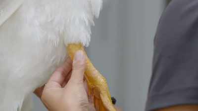 We really wanna avoid
anesthesia and sedation - Secrets of the Zoo