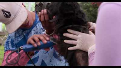 We rescue them, - Dogs