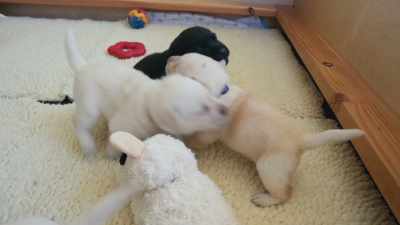 We see impacts of that affecting
the puppies' problem-solving skills - Inside the Mind of a Dog
