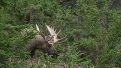 We see this in living animals - Prehistoric Planet