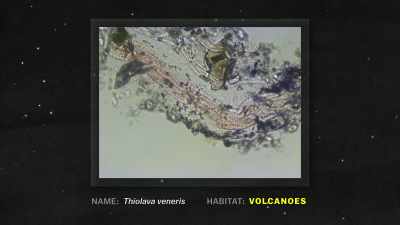 We see life near volcanic calderas. - Explained