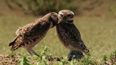 We share striking similarities, - When Nature Calls with Helen Mirren
