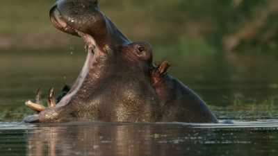 We share striking similarities, - When Nature Calls with Helen Mirren