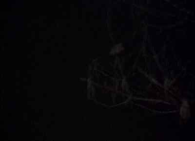 -We were sleeping.
-Do you want this? - The Blair Witch Project