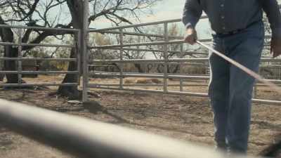 We was sorting some heifers,
some keeping heifers - Facing Nolan