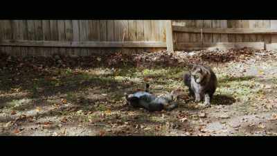 We spend billions of
dollars on shelters, - Cat Daddies