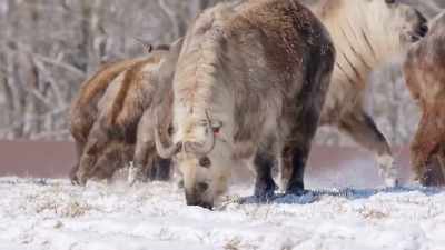 We start every day
checking on our takin herd, - Secrets of the Zoo