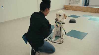 We start training a dog
in over 40 different commands. - Inside the Mind of a Dog