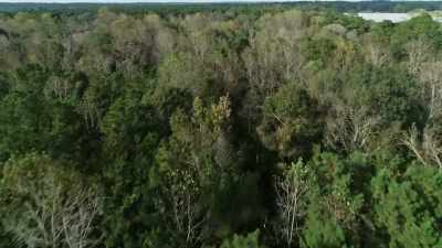 - We started hitting
the treetops real-- - If I Leave Here Tomorrow: A Film About Lynyrd Skynyrd