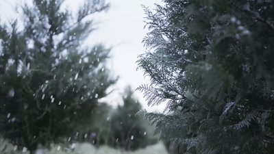 We started producing in Pine Valley
farm products two years ago... - Christmas in Pine Valley