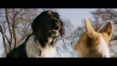 We started seeing roxy all the time. - A Dog's Purpose