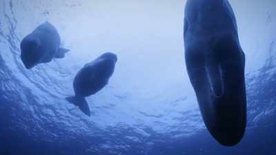 "We still have much to learn
about sperm whale culture..." - Secrets of the Whales