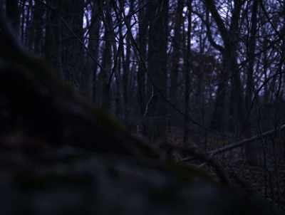 - We stopped and we
attempted to report - American Werewolves
