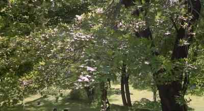 ...we therefore
commit his body to the ground; - The Silent Partner