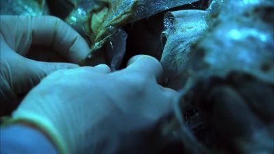 We think it's a hearing aid. - CSI: Crime Scene Investigation