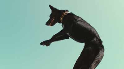 We think we know
what's going on inside the mind of a dog. - Inside the Mind of a Dog