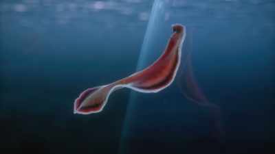 We think they're
nature's first animals
to have a front, - Cosmos: Possible Worlds