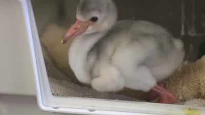 We typically wait for
naming until we can get a
conclusive gender for them - Secrets of the Zoo