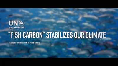 We understand that leaving trees
or planting trees - Seaspiracy