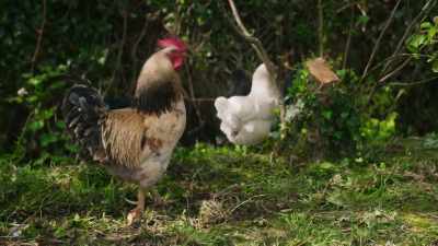 We used to rear turkeys, - Sophie: A Murder in West Cork
