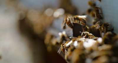 We walk in the door, - The Pollinators