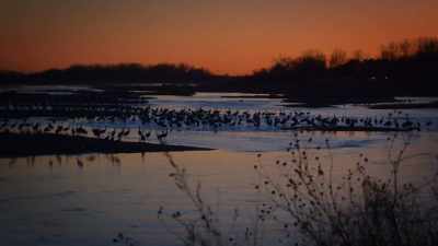 We walk to the blinds in complete silence, - United States of Animals