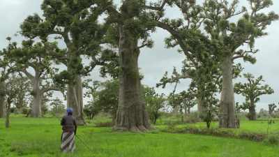 We want to bring the tree back
to its place - Breaking Boundaries: The Science of Our Planet
