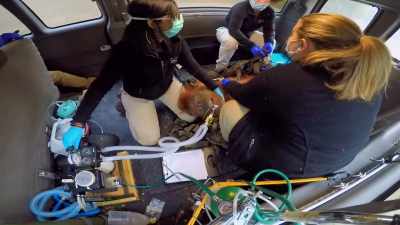 We want to make sure she's
on enough pain medication, - Secrets of the Zoo