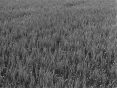 We want rice!
White rice! - Seven Samurai