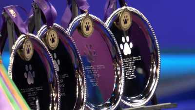 We want to thank
the rescue organizations - 2022 American Rescue Dog Show