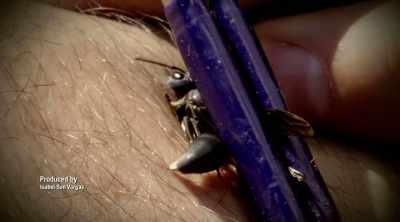 - We will eventually come back
to the warrior wasp. - Kings of Pain