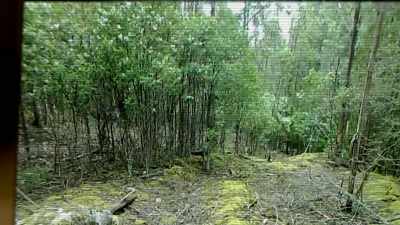 WE WILL SEE ANOTHER TIGER,
WE WILL GET HIM ON FILM, - Strange Evidence