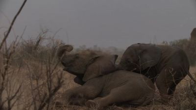 We were with the elephants at the time - Chasing the Rains