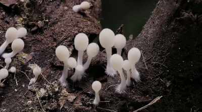 We work together as a community
to solve problems. - Fantastic Fungi