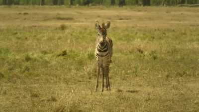 WEAK BRAYING - Serengeti