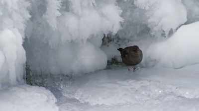 Wearing tiny slippers of ice, - Epic Yellowstone