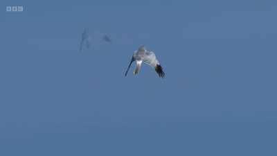 Weaving and rolling through the air, - Wild Isles