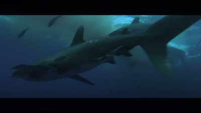We'd never encountered
oceanic whitetips before. - Playing with Sharks