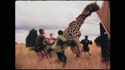 We'd taken a giraffe,
Burchell's zebra, - The Kingmaker