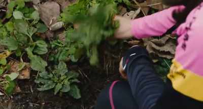 Weeds like this plaintain and dandelion, - Survival Family