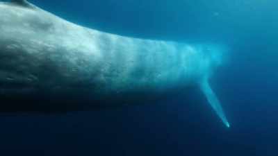 Weighing 200 tons and 30 meters long, - Our Planet