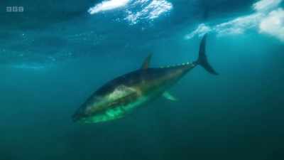 Weighing up to 700 kilos - Wild Isles