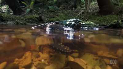 Weighing up to five kilos
and a metre long - David Attenborough's Tasmania