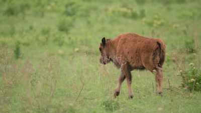 Weird things began
to happen, - The American Buffalo